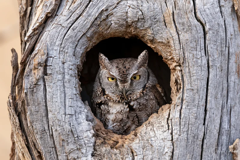 Screech owl perched inside hollow tree cavity looking out