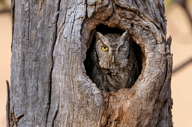 Screech owl peeking from hollow tree trunk in natural habitat