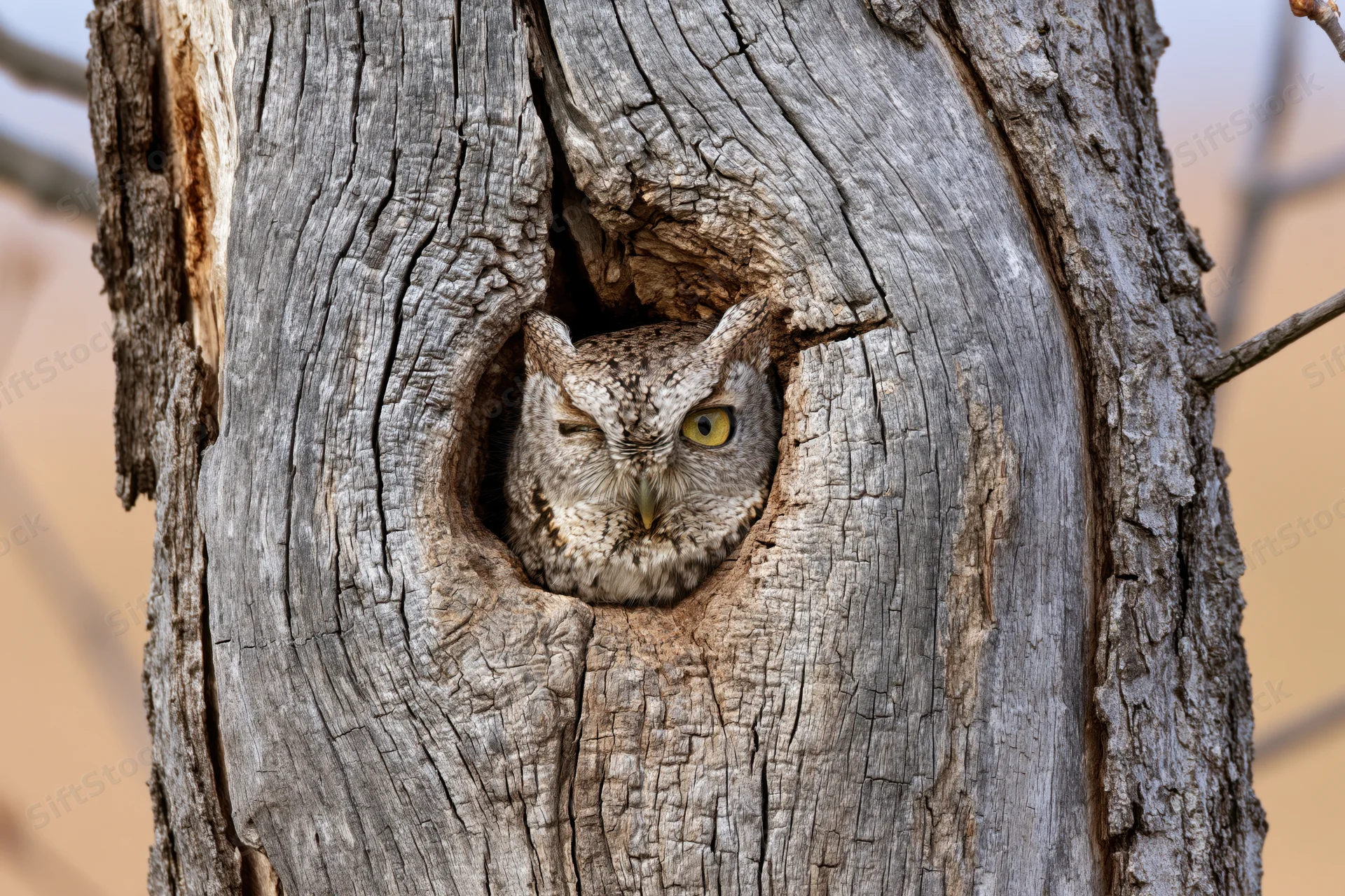 Screech owl peeking from hollow tree trunk in daytime forest setting