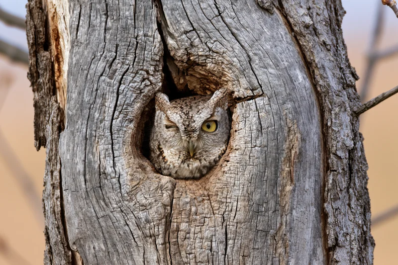 Screech owl peeking from hollow tree trunk in daytime forest setting