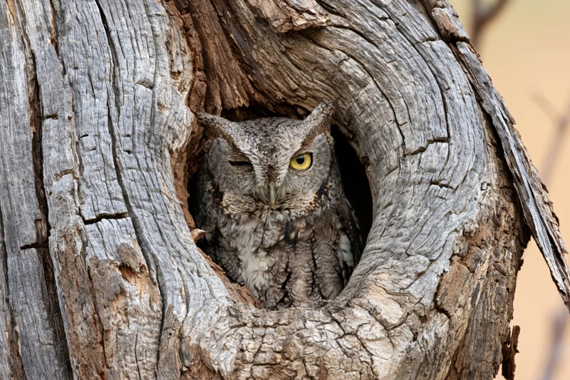 Screech owl perched inside a hollow tree cavity with one eye closed