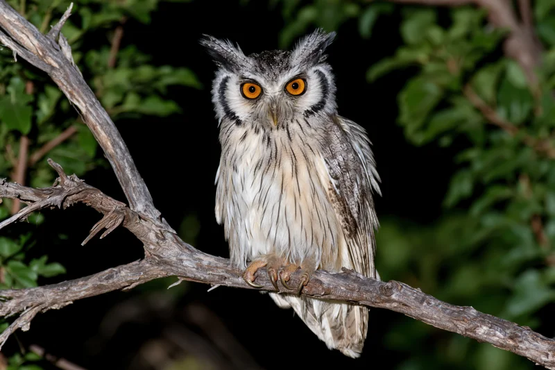 Southern white-faced owl perched on a dry tree branch at night
