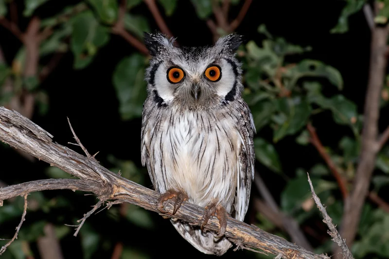 Southern white-faced owl perched on a dry tree branch at night in a forest setting