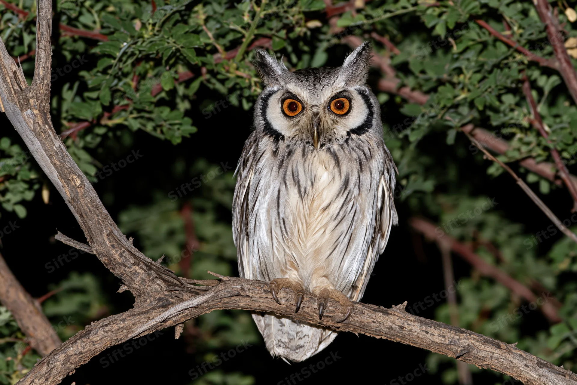 Southern white-faced owl perched on a dry tree branch at night