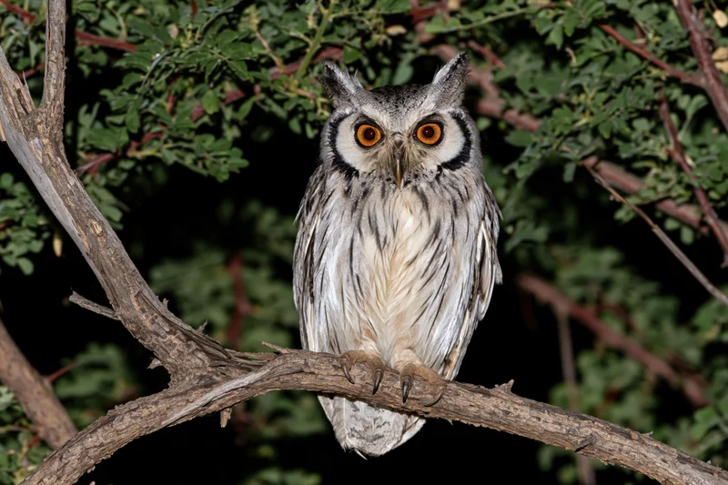 Southern white-faced owl perched on a dry tree branch at night