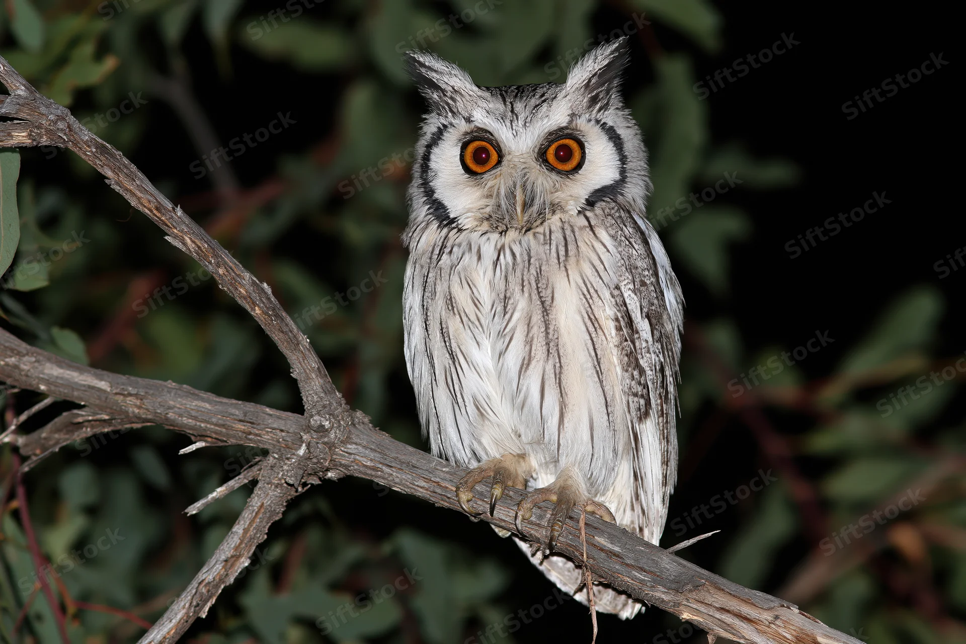 Southern white-faced owl perched on a dry tree branch at night