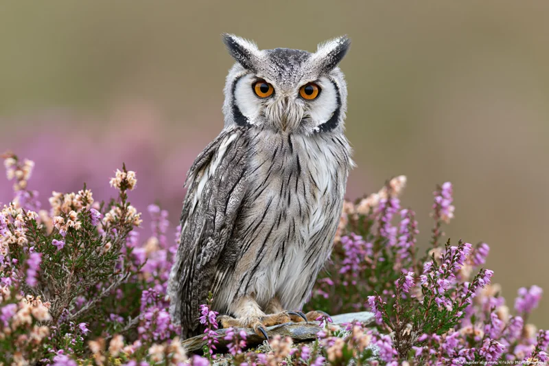 White-faced scops owl perched upright on a stone among blooming heather in a natural field setting
