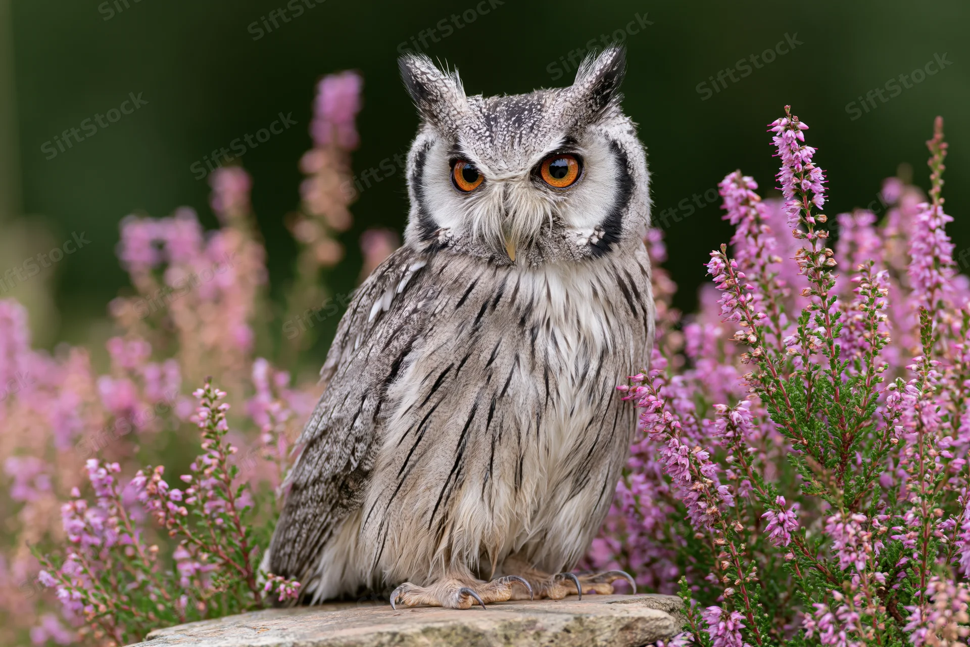 White-faced scops owl perched upright on a flat stone surrounded by pink heather flowers