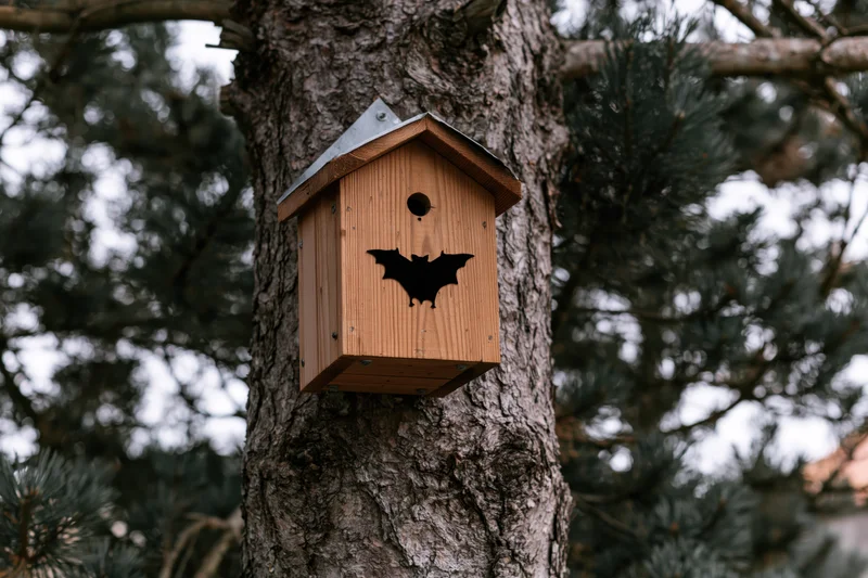 Wooden bat house mounted on a rough-barked pine tree in a forest setting