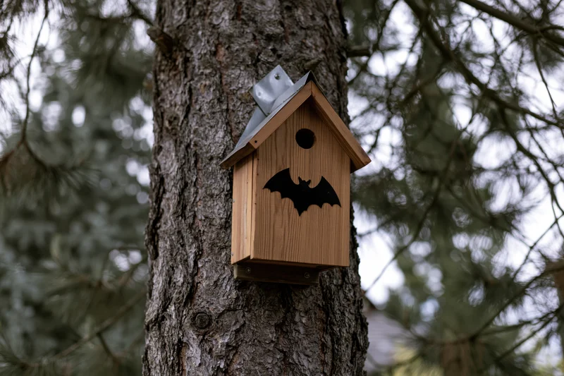 Wooden bat house mounted on a rough-barked pine tree in a forest setting