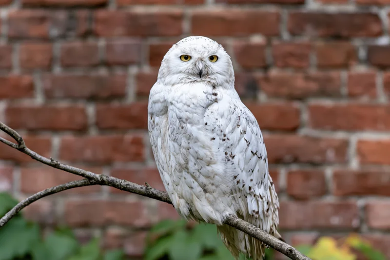 Snowy owl perched upright on a curved bare branch gazing directly at camera with yellow eyes against a brick wall background