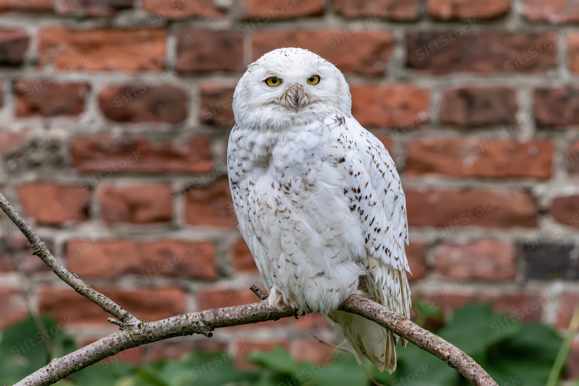 Snowy owl perched upright on a curved bare branch gazing directly at camera with yellow eyes against a brick wall background