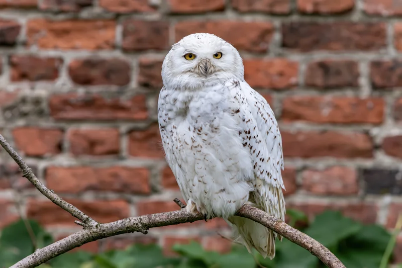 Snowy owl perched upright on a curved bare branch gazing directly at camera with yellow eyes against a brick wall background
