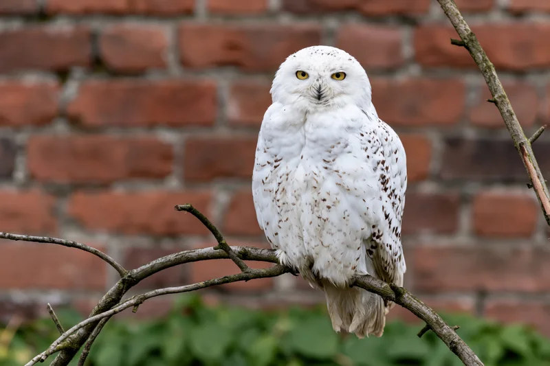 Snowy owl perched upright on a bare branch gazing forward with yellow eyes against a brick wall background
