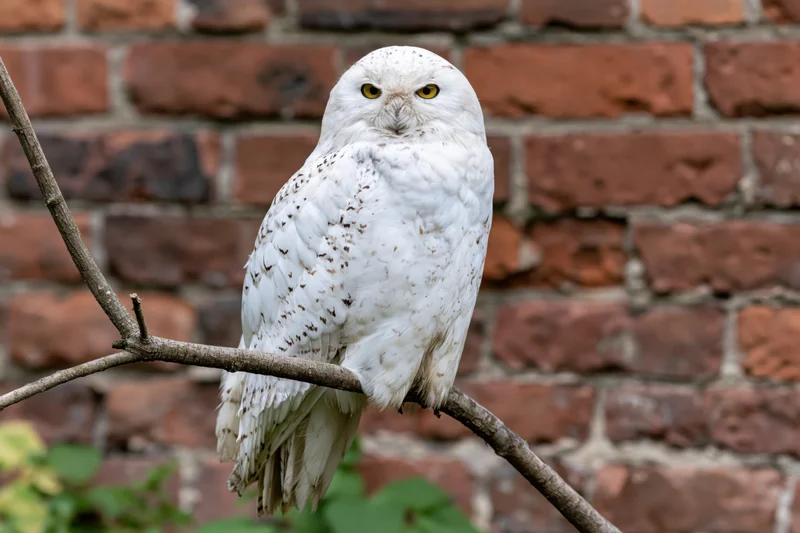 Snowy owl perched upright on a bare branch against a brick wall