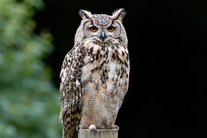 Spotted eagle-owl perched upright on wooden post staring directly at camera