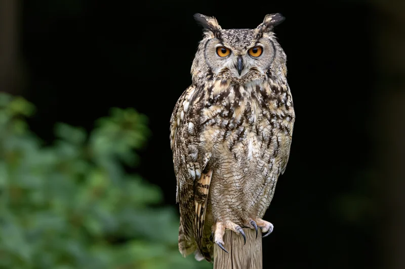 Spotted eagle-owl perched upright on wooden post staring into camera in forest setting
