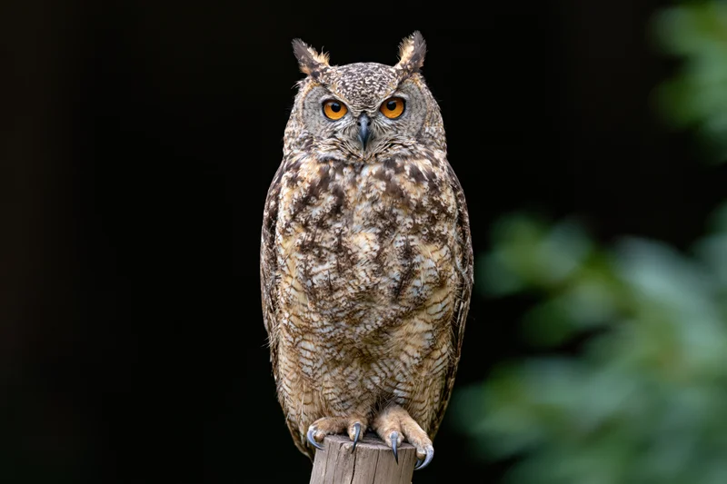 Spotted eagle-owl perched upright on wooden post staring directly at camera