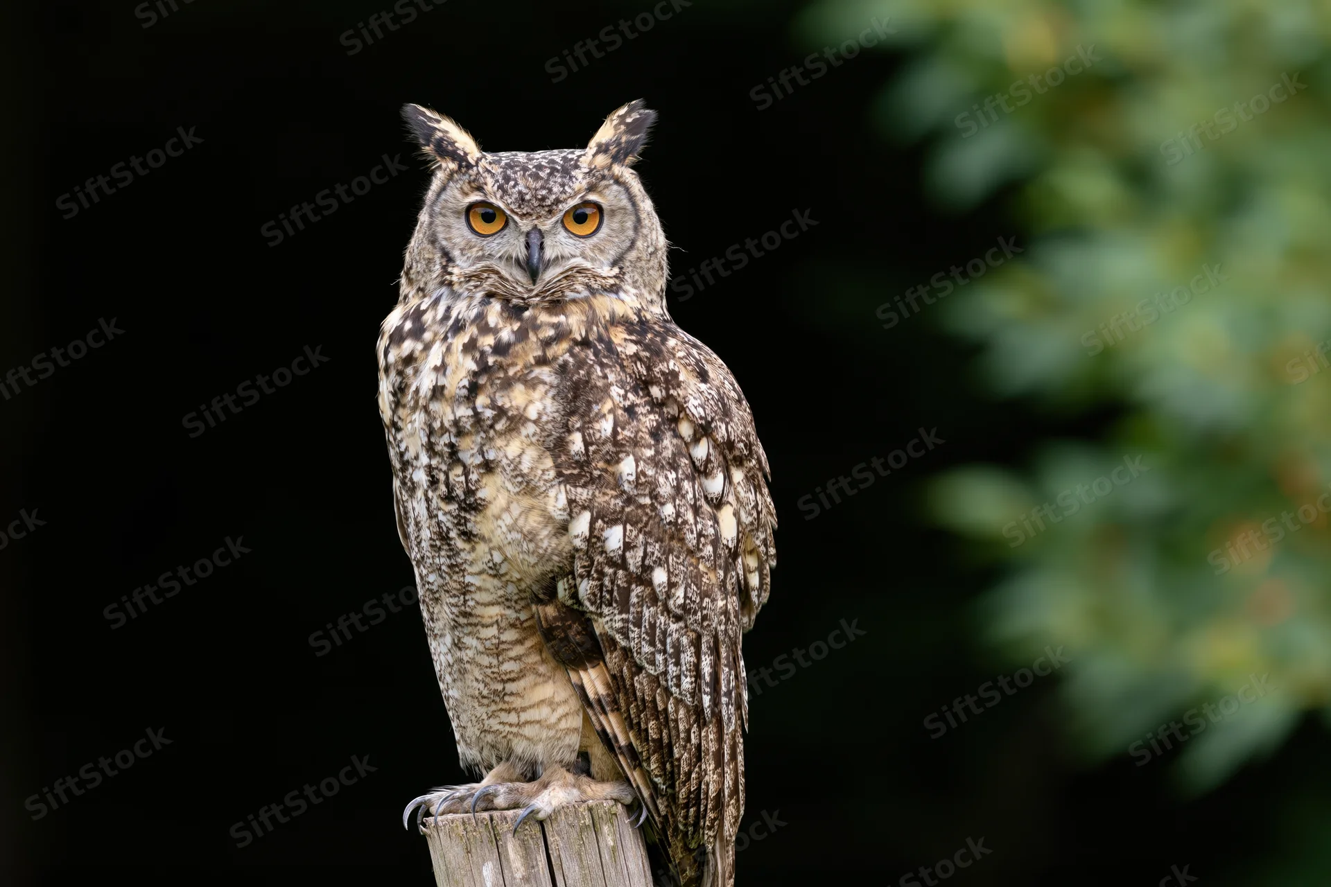 Spotted eagle-owl perched upright on wooden post staring directly at camera