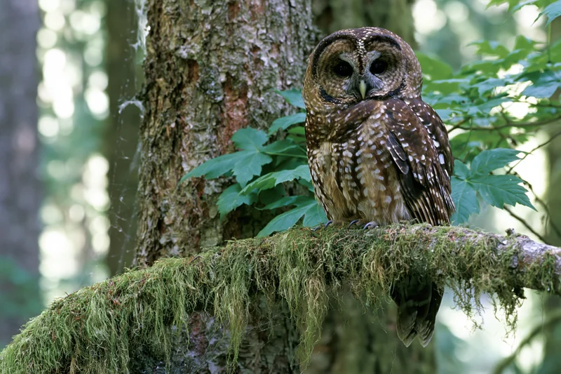 Spotted owl perched on moss-covered branch beside large tree in forest