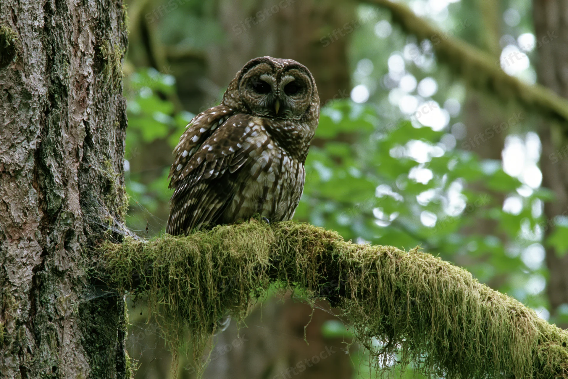 Spotted owl perched on moss-covered branch beside large tree trunk in forest