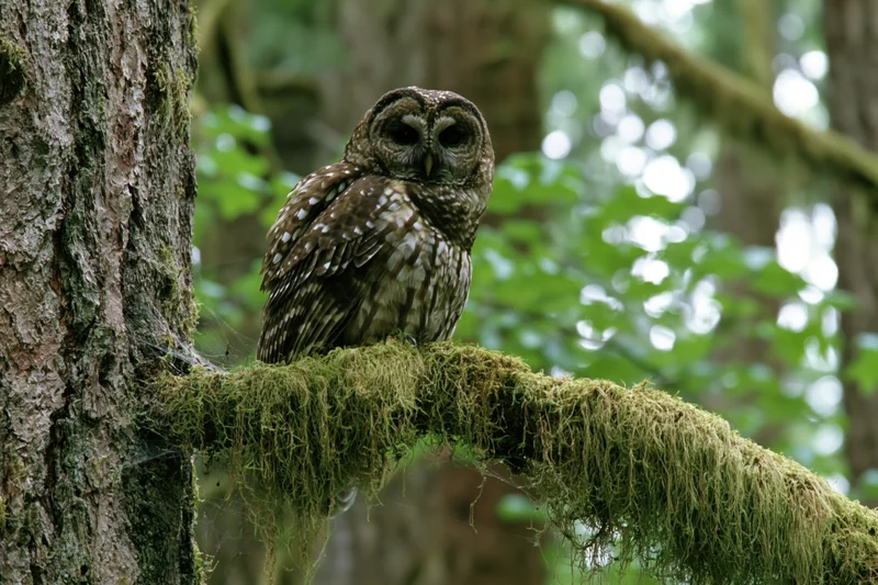 Spotted owl perched on moss-covered branch beside large tree trunk in forest