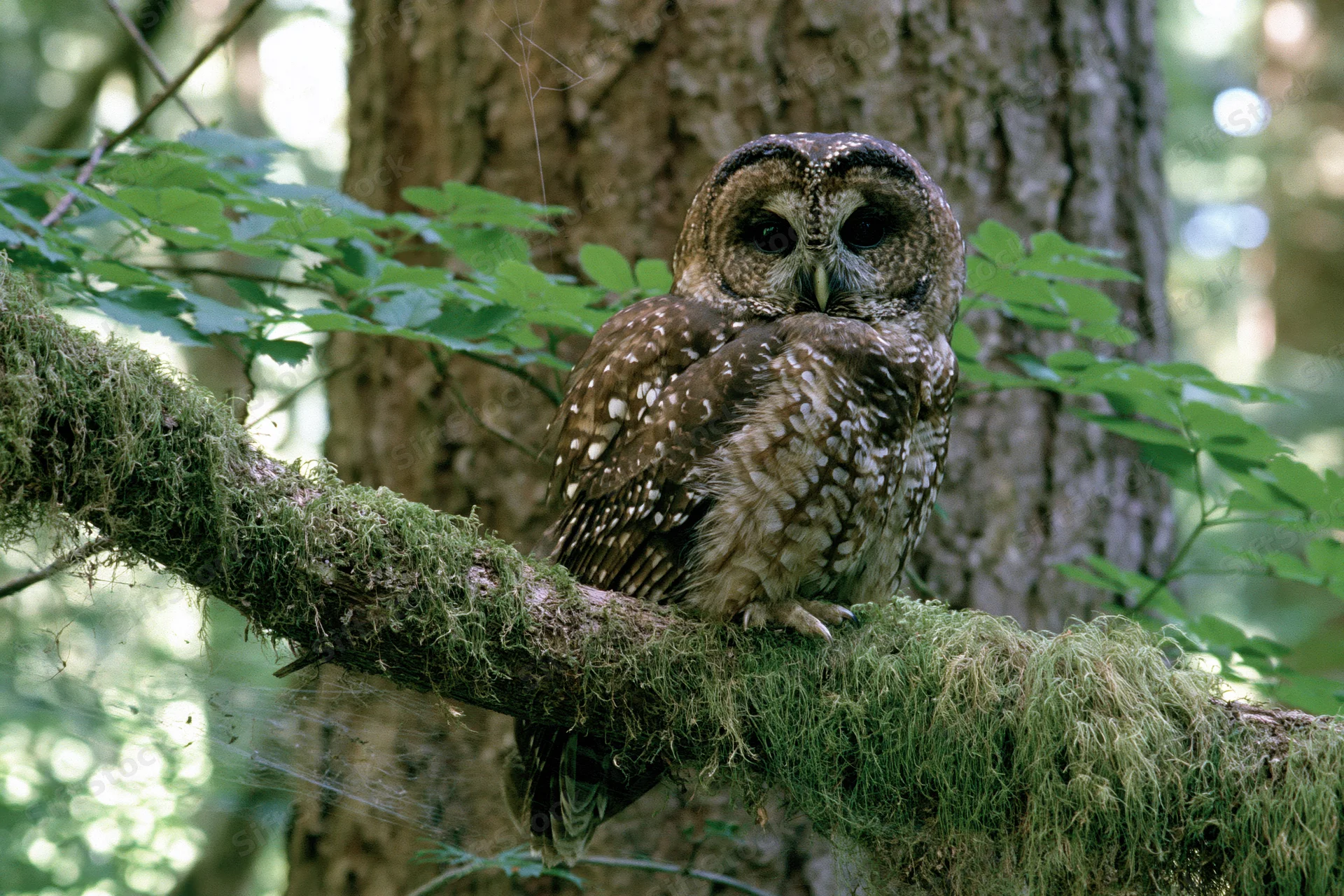 Spotted owl perched on moss-covered branch beside large tree in forest