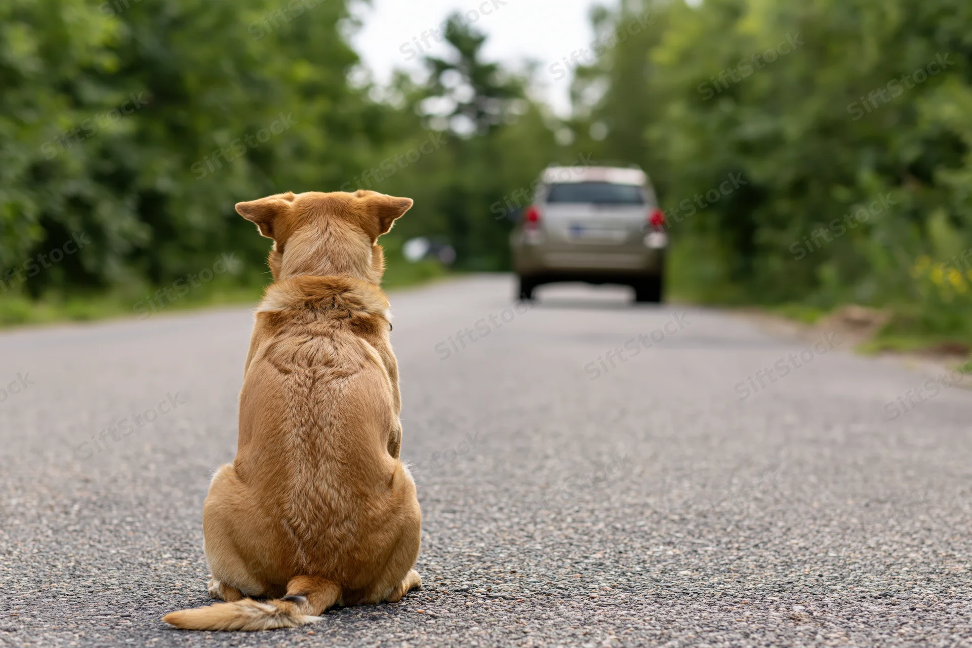 Tan dog sitting alone on narrow asphalt road facing away from camera with car in distance
