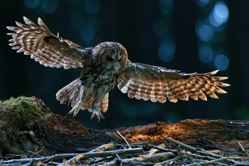 Tawny owl landing with wings spread on a mossy log in a dark forest at night