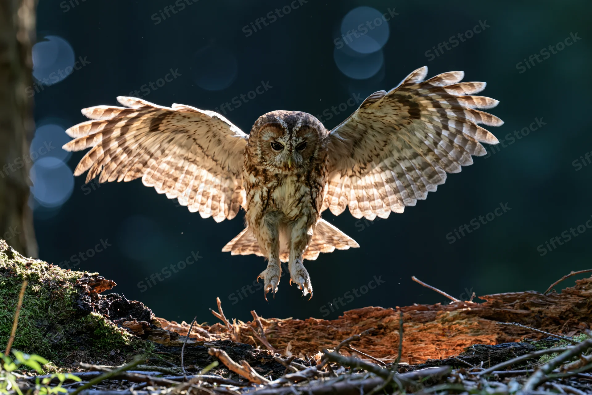Tawny owl landing with wings spread over mossy log in forest