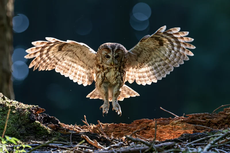 Tawny owl landing with wings spread over mossy log in forest