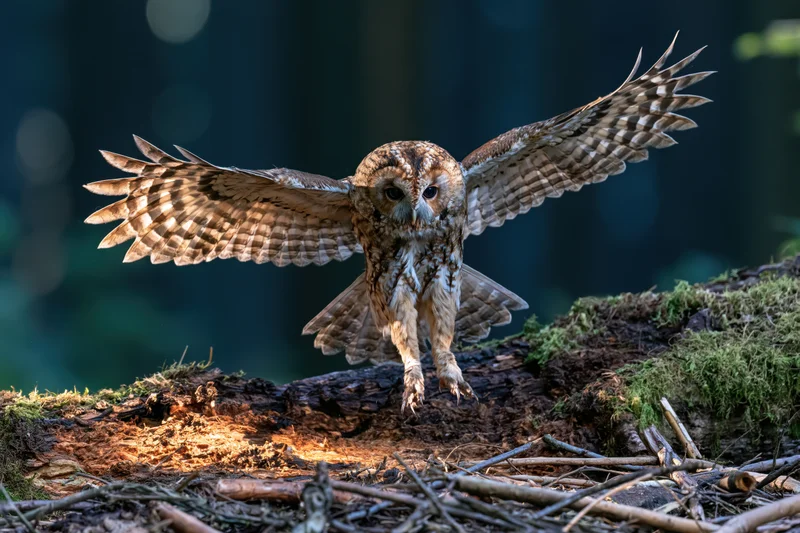 Tawny owl landing with wings spread on mossy log in forest
