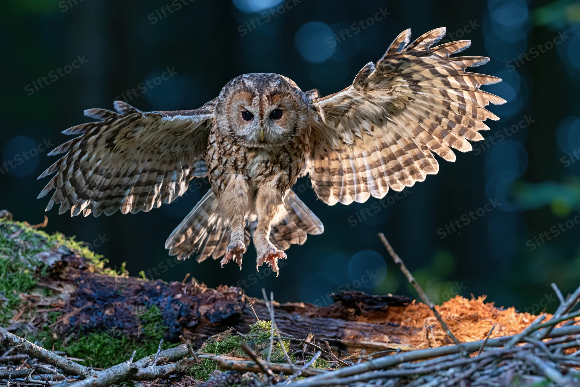 Tawny owl landing with wings spread on mossy log in forest