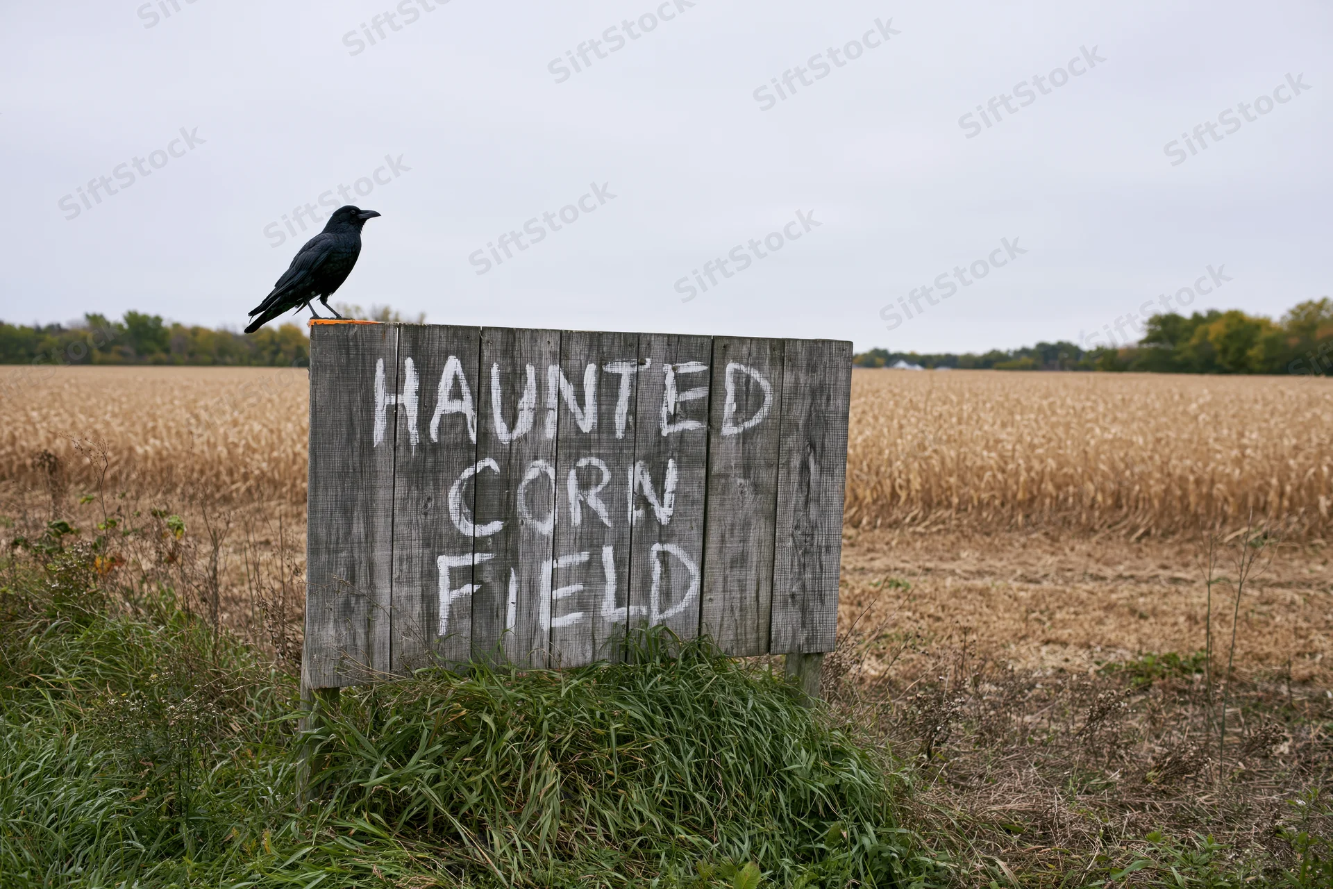 Weathered wooden sign reading haunted corn field in a harvested field with a crow perched on top