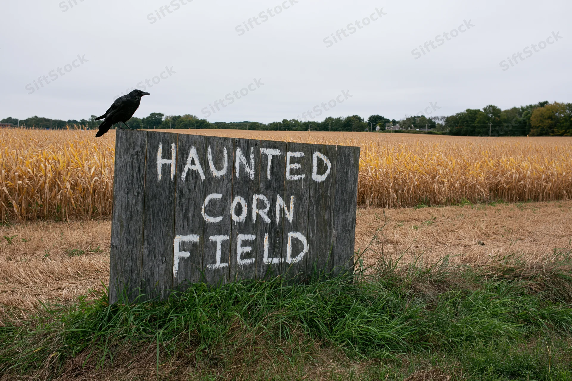 Weathered wooden sign reading haunted corn field in a dry cornfield with a crow perched on top