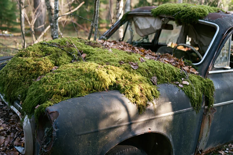 Moss-covered vintage sedan abandoned in a forest clearing
