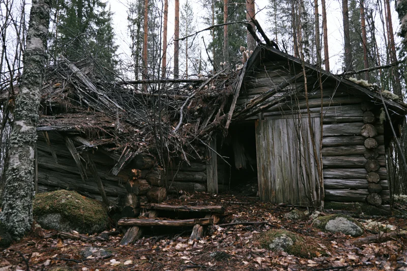 Abandoned log cabin with collapsed roof in a dense boreal forest