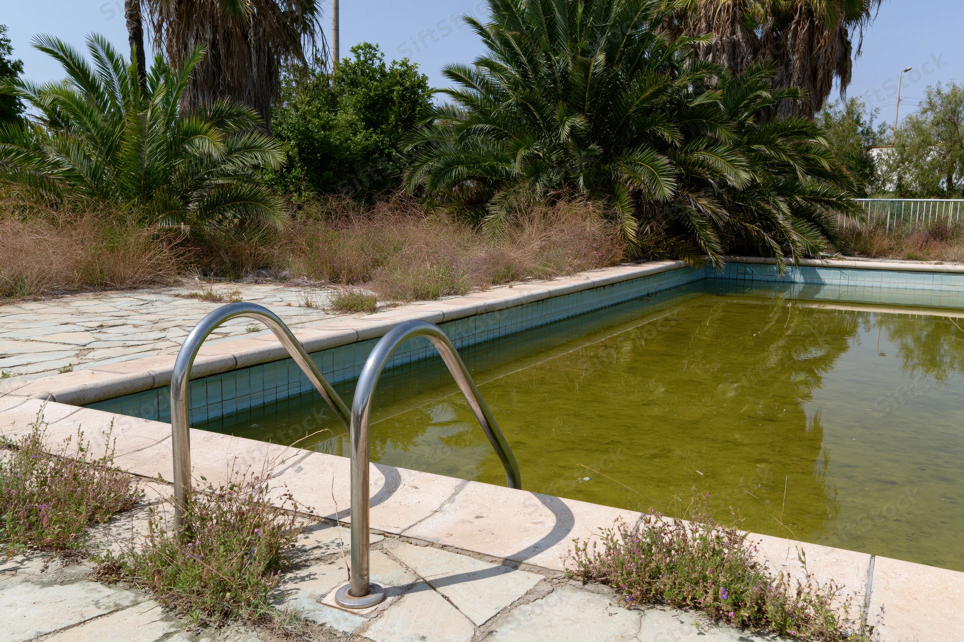 Abandoned outdoor swimming pool filled with murky green water surrounded by overgrown vegetation and cracked concrete patio