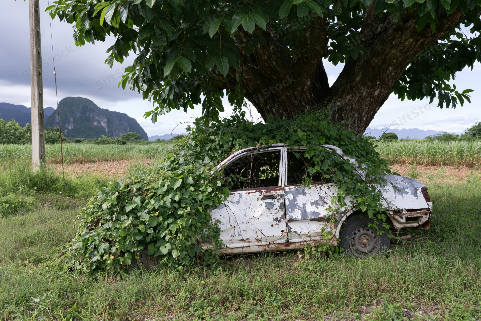 Abandoned rusted car covered in climbing vines under a tree in a rural field