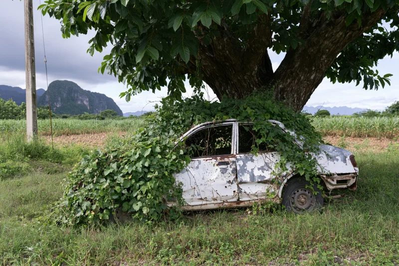 Abandoned rusted car covered in climbing vines under a tree in a rural field