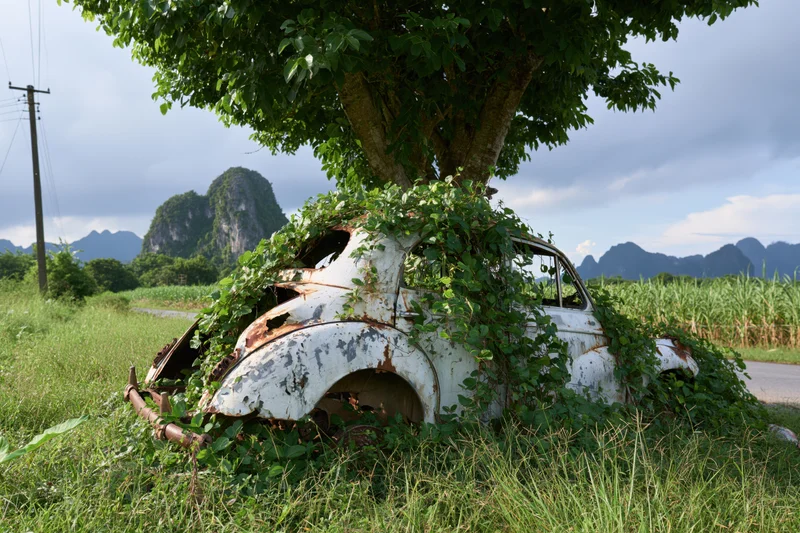 Rusted car shell overgrown with vines under a tree in a rural field with karst mountains in the background