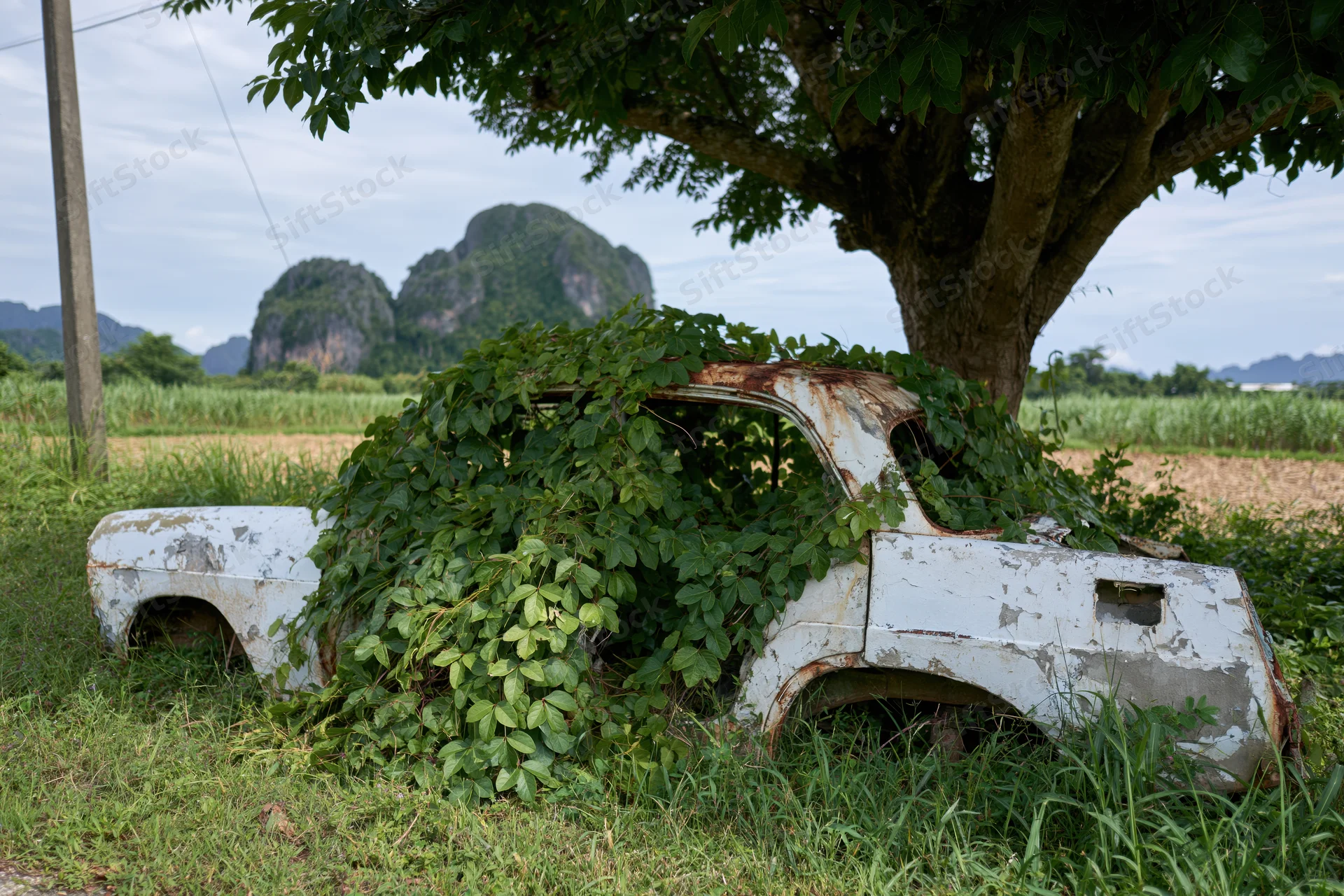 Abandoned rusted car shell overgrown with climbing vines in a rural field under a tree