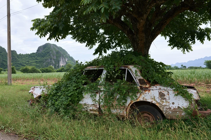 Rusted car shell overgrown with climbing vines in a rural field under a tree
