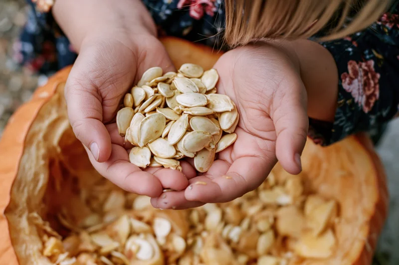 Child's hands cupped together holding pumpkin seeds above a carved pumpkin