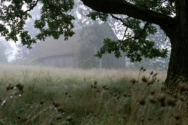 Old wooden barn with mossy sloped roof half-hidden in fog among tall grass and trees in rural countryside