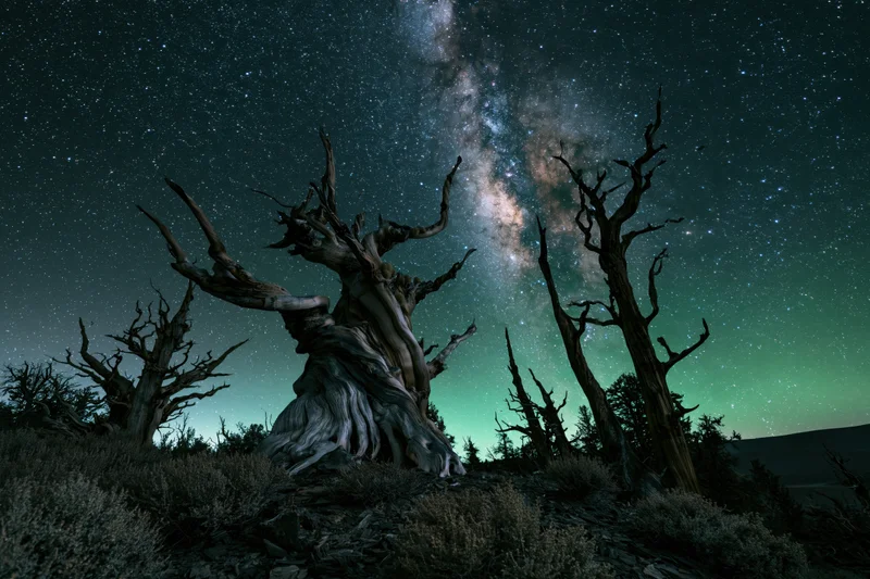 Ancient bristlecone pine trees silhouetted against a star-filled night sky with the milky way and aurora glowing above a rocky desert landscape