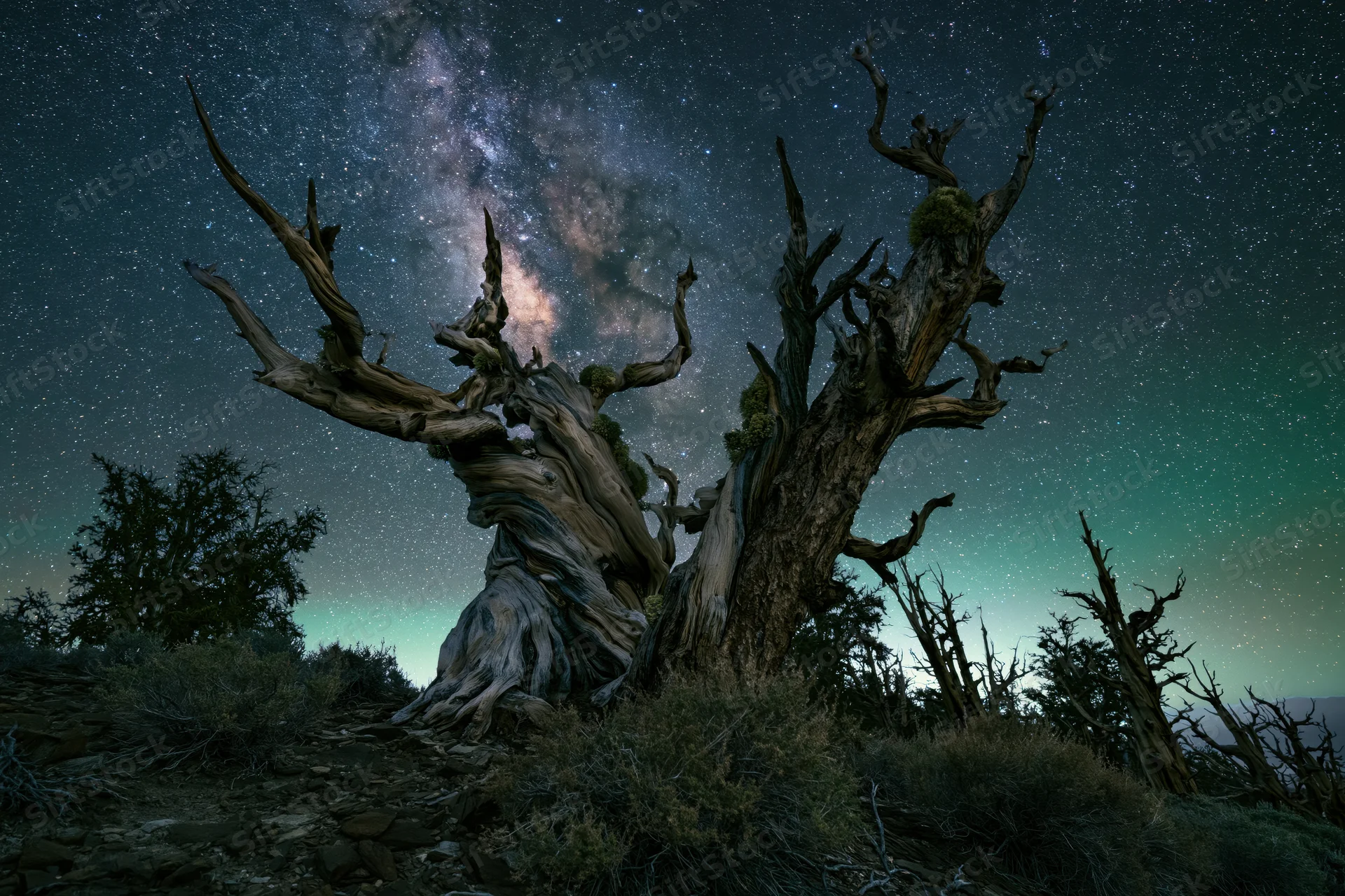 Ancient bristlecone pine trees with twisted bare branches under a starry night sky with the milky way visible above a rugged mountain landscape