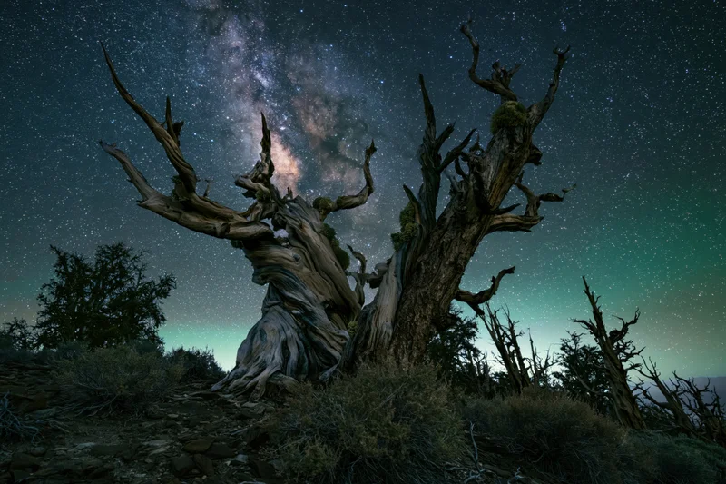 Ancient bristlecone pine trees with twisted bare branches under a starry night sky with the milky way visible above a rugged mountain landscape