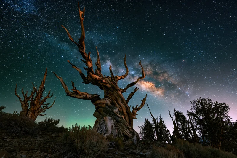 Ancient bristlecone pine trees with twisted bare branches under a star-filled night sky over rocky terrain