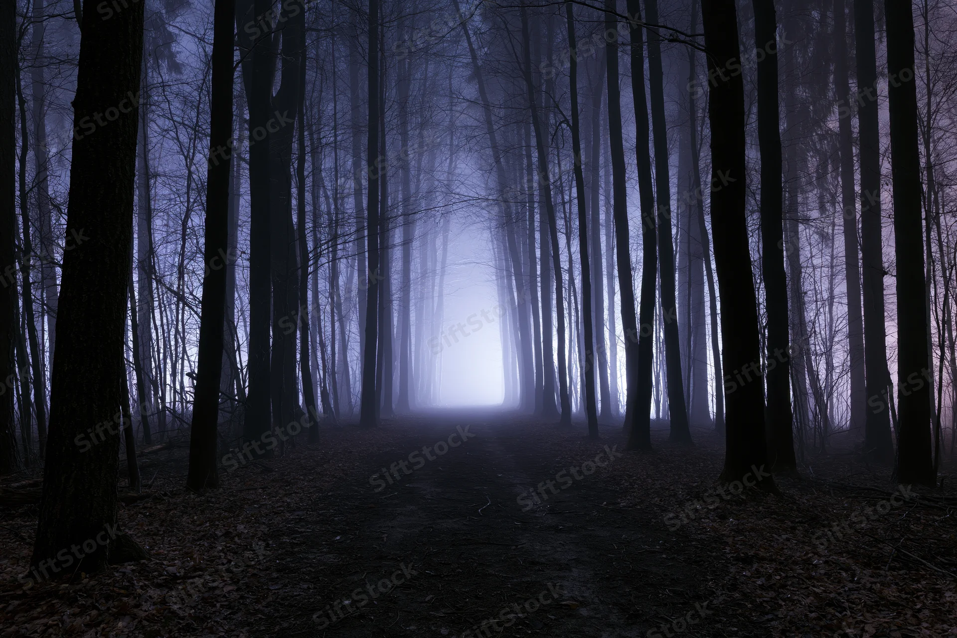 Dark forest path lined with bare trees in dense fog at night